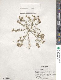 Trifolium tomentosum image