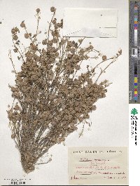 Trifolium tomentosum image