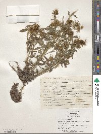 Trifolium dasyurum image