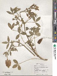 Trifolium vesiculosum image