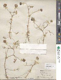 Trifolium willdenovii image