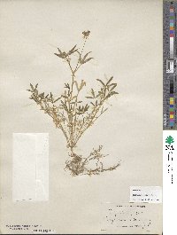 Trifolium willdenovii image