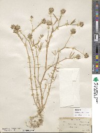 Trifolium willdenovii image