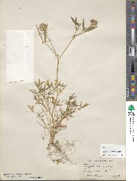 Trifolium willdenovii image