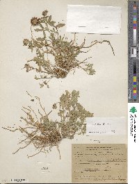 Trifolium wormskioldii image