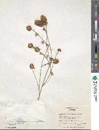 Trifolium argutum image