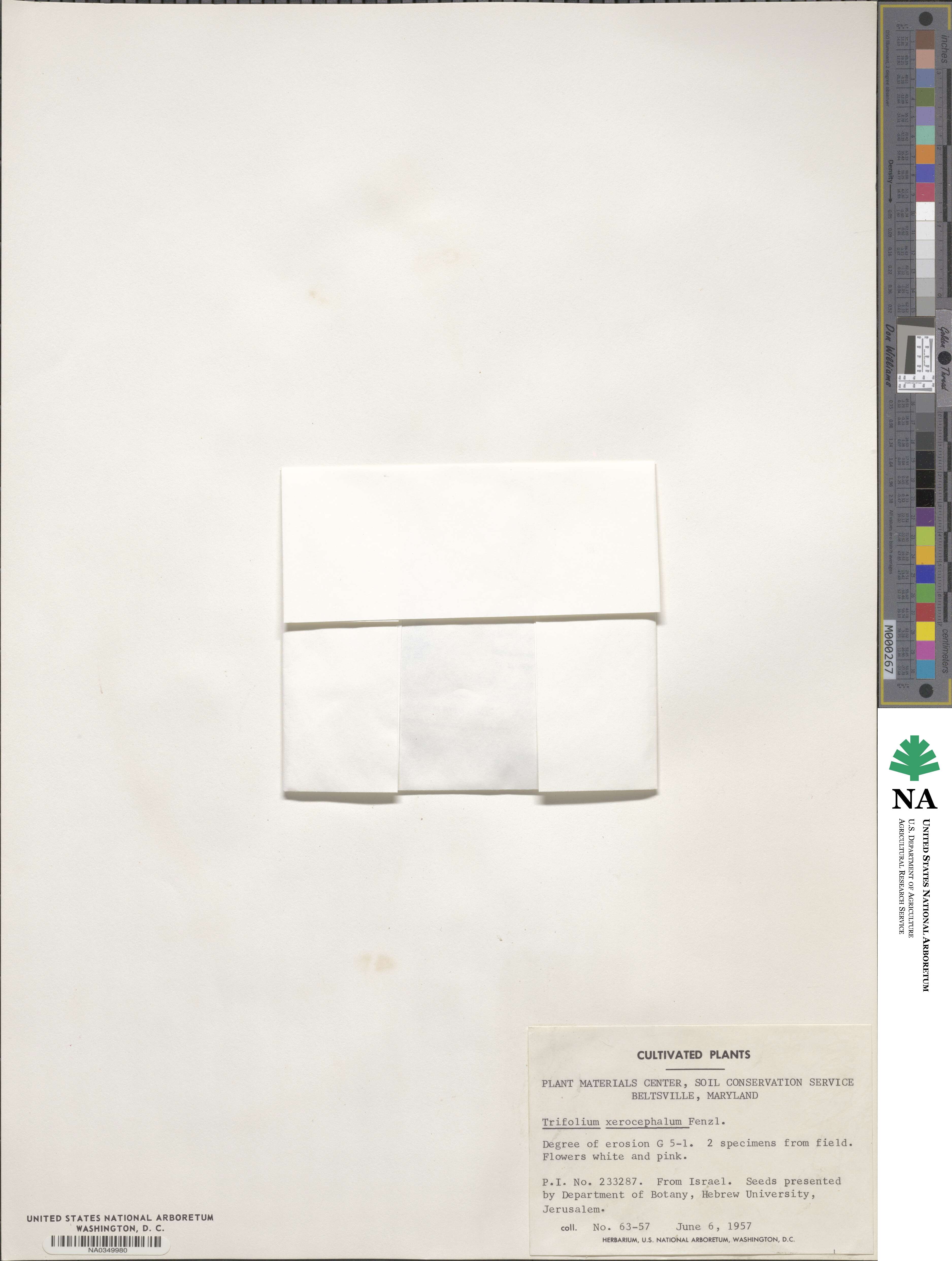 Trifolium argutum image