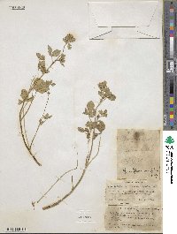 Trifolium argutum image