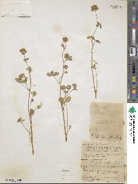 Trifolium argutum image