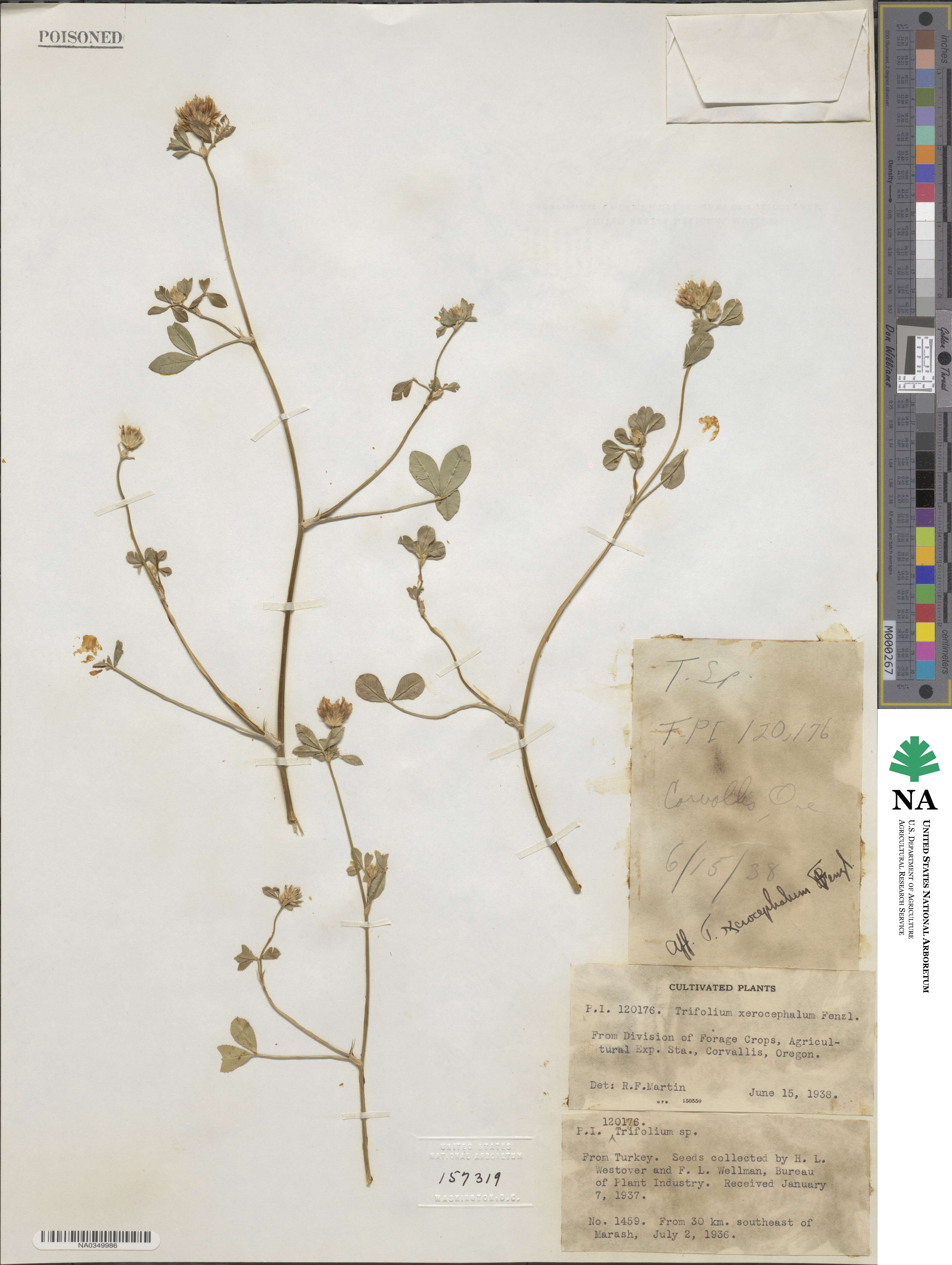 Trifolium argutum image
