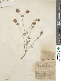 Trifolium argutum image