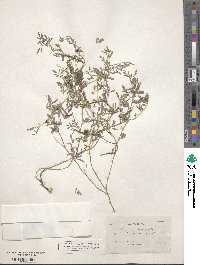 Indigofera miniata image