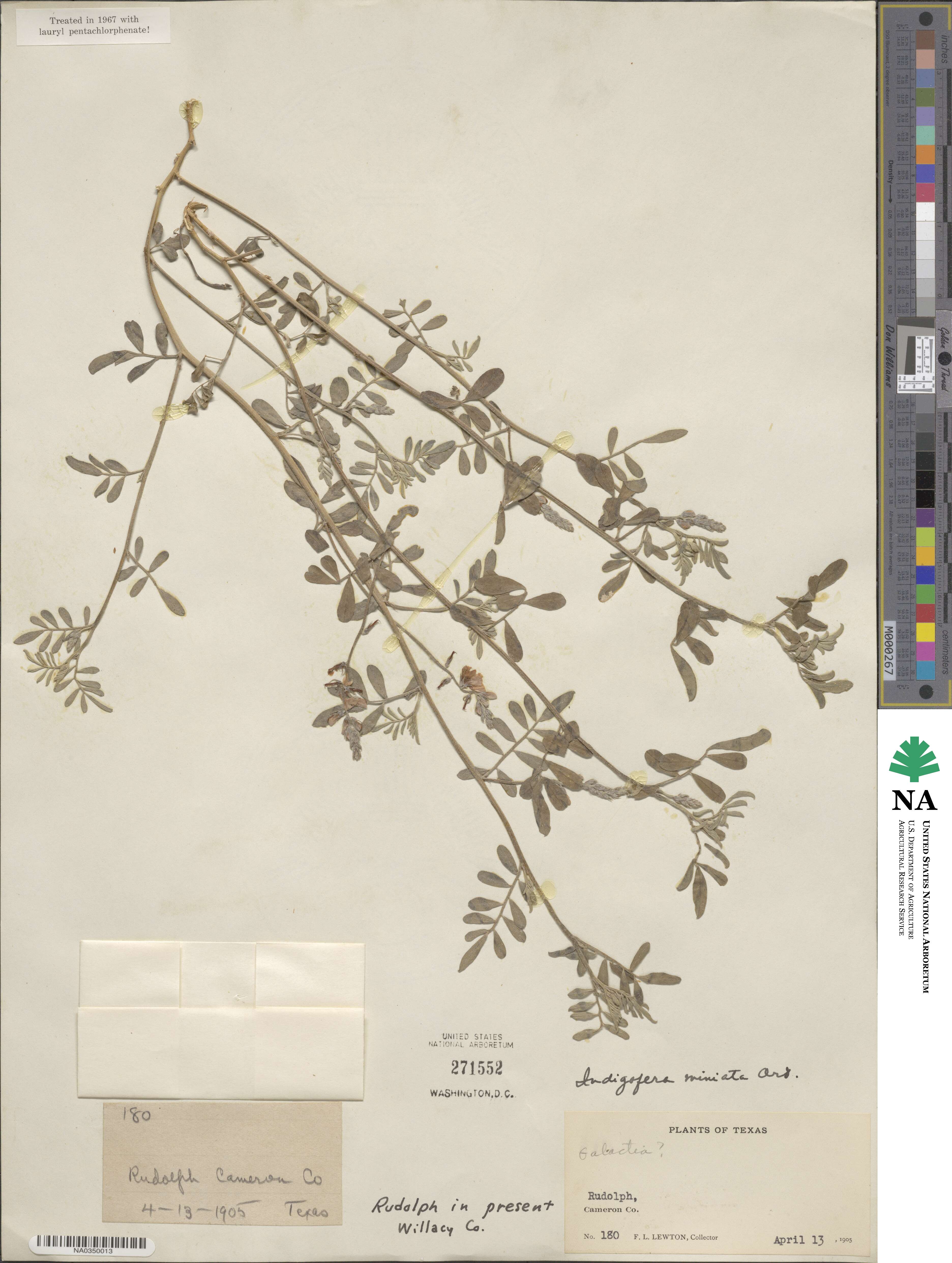 Indigofera miniata image