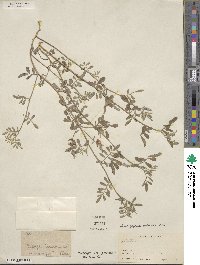 Indigofera miniata image