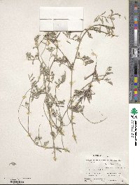 Indigofera miniata image