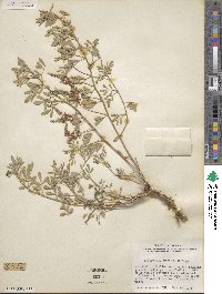 Indigofera miniata image