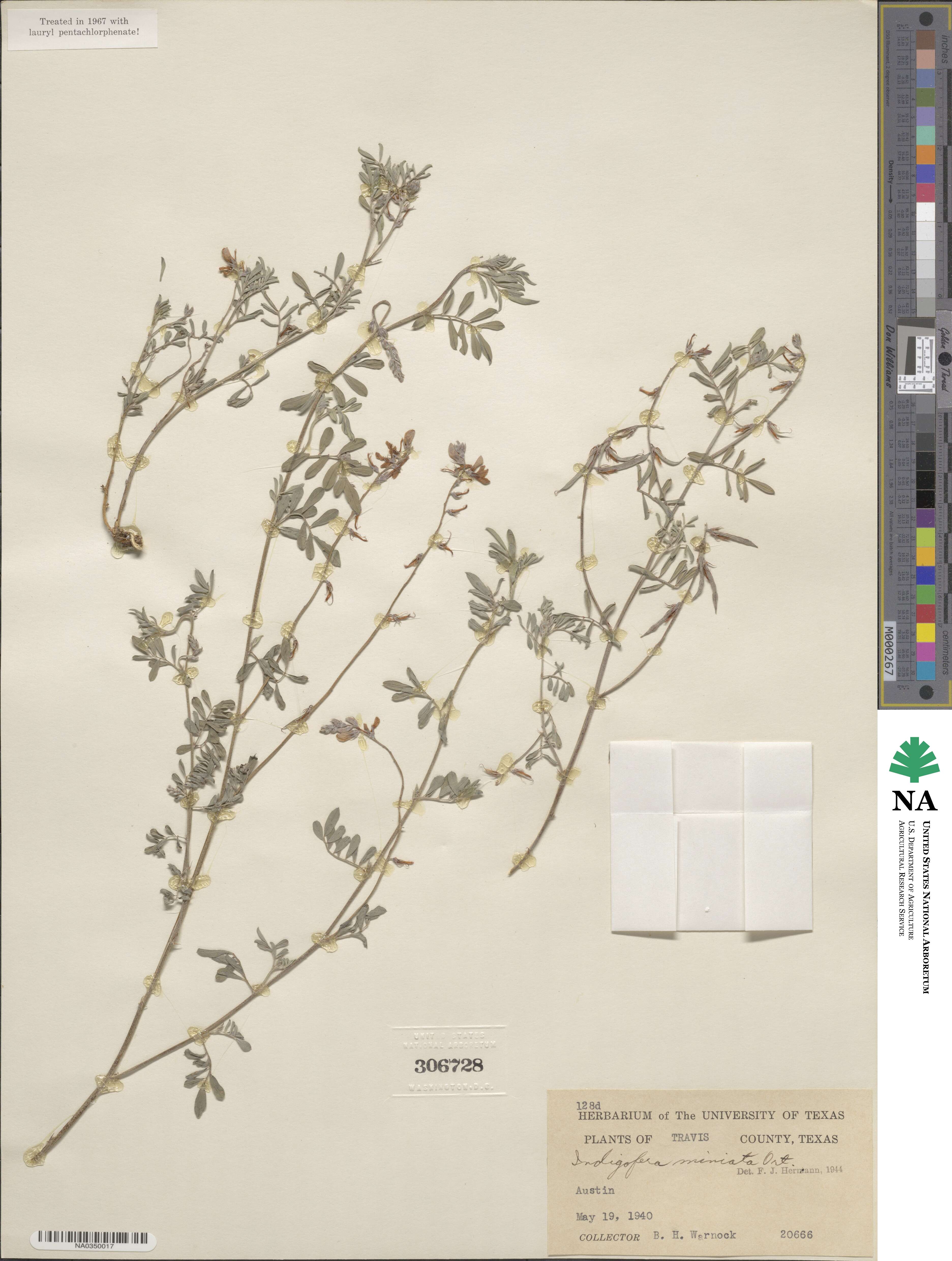 Indigofera miniata image