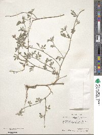 Indigofera miniata image