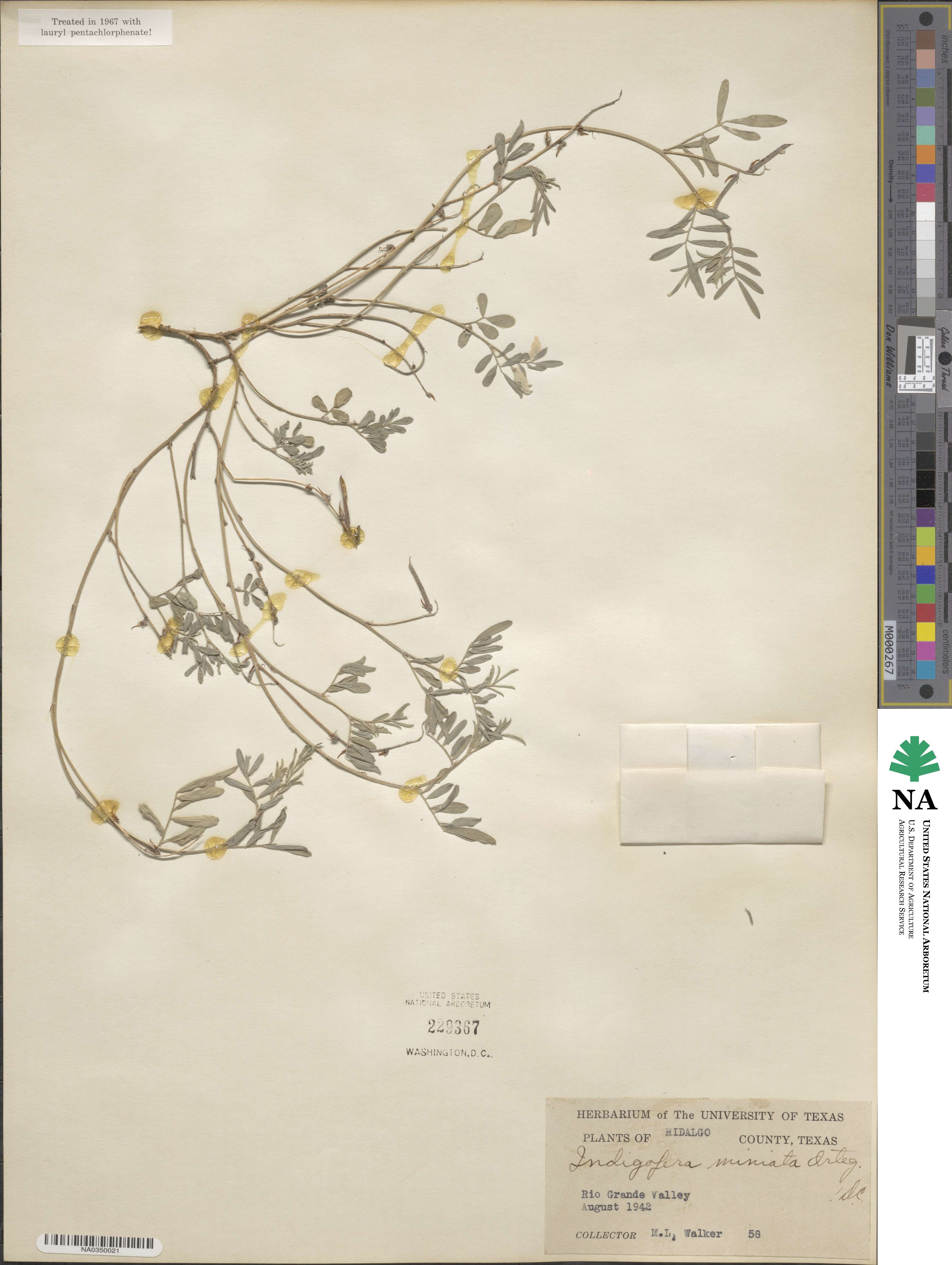 Indigofera miniata image