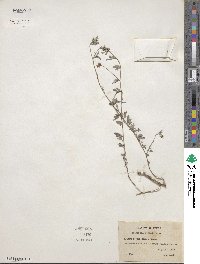 Indigofera miniata image