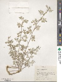 Indigofera miniata image