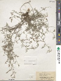 Indigofera miniata image