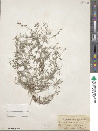 Indigofera miniata image