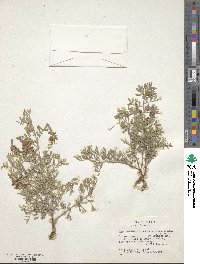 Indigofera miniata image