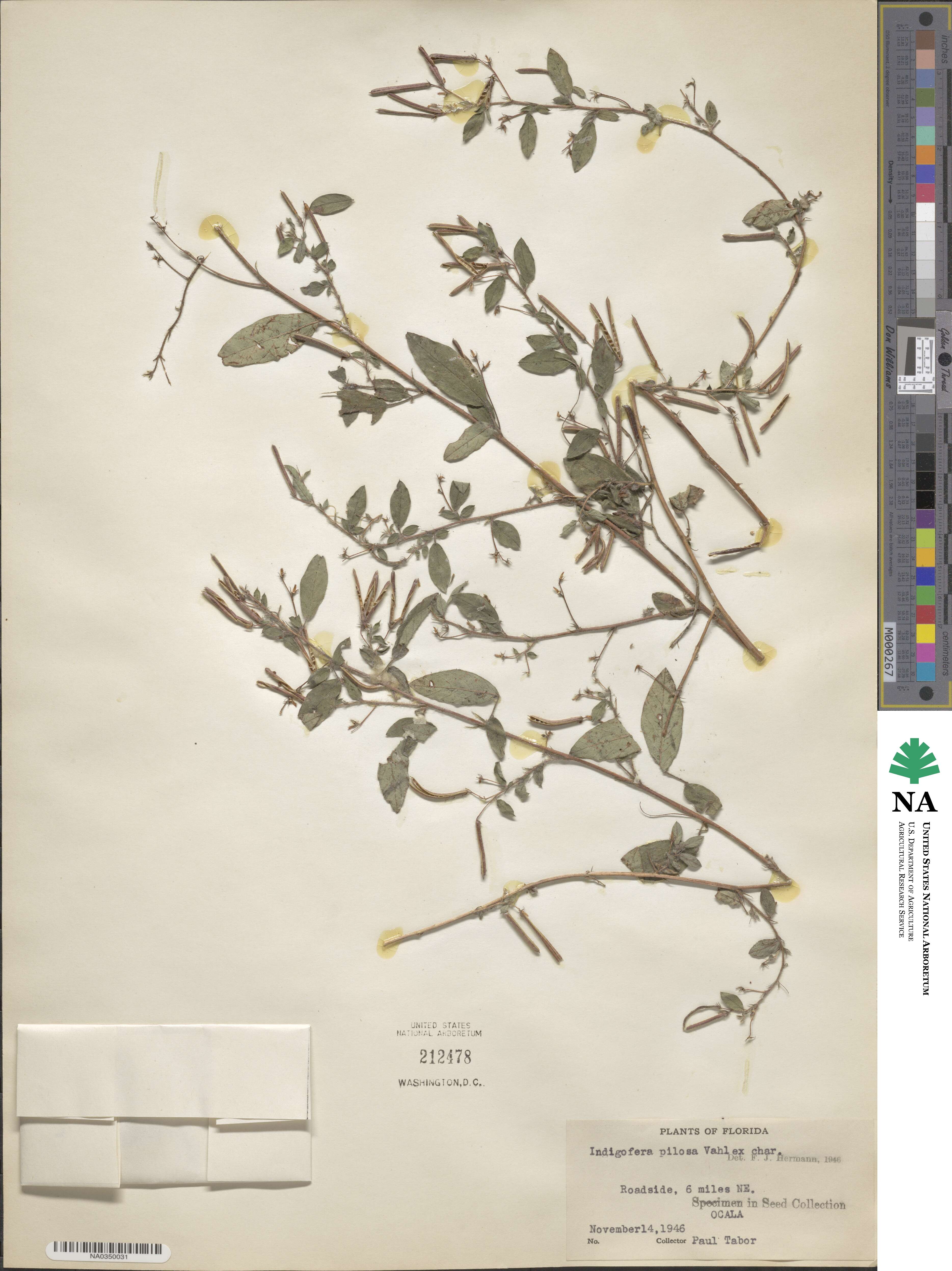 Indigofera pilosa image