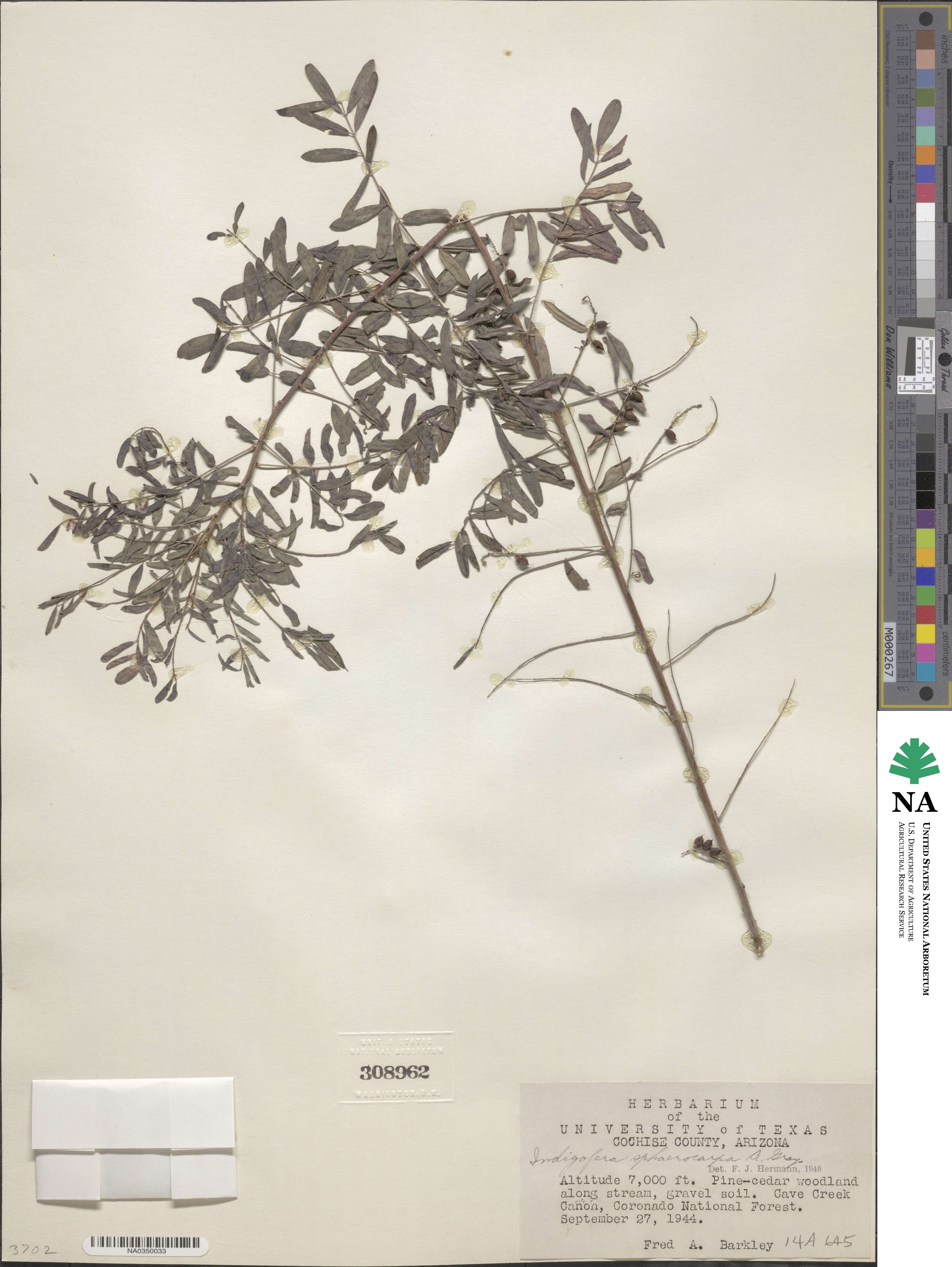 Indigofera sphaerocarpa image