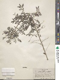 Indigofera sphaerocarpa image