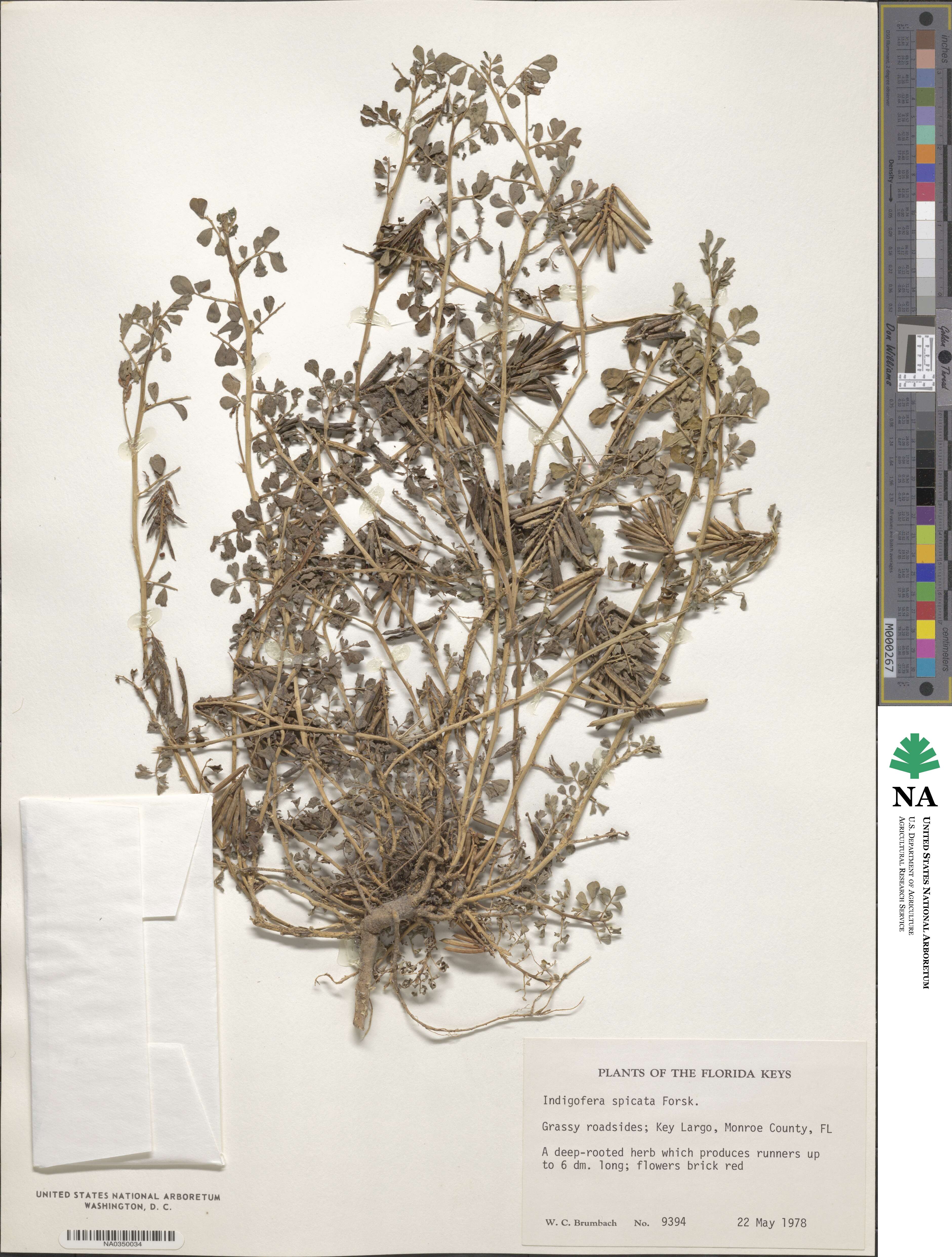 Indigofera spicata image