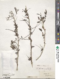 Indigofera suffruticosa image