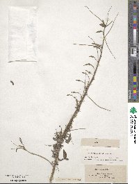 Indigofera suffruticosa image