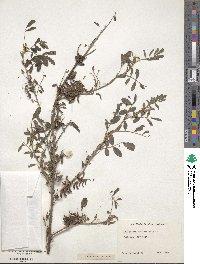 Indigofera suffruticosa image