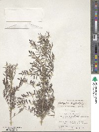 Indigofera suffruticosa image