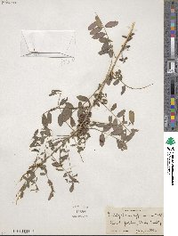 Indigofera suffruticosa image