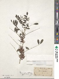 Indigofera tinctoria image