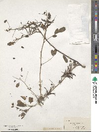 Indigofera tinctoria image