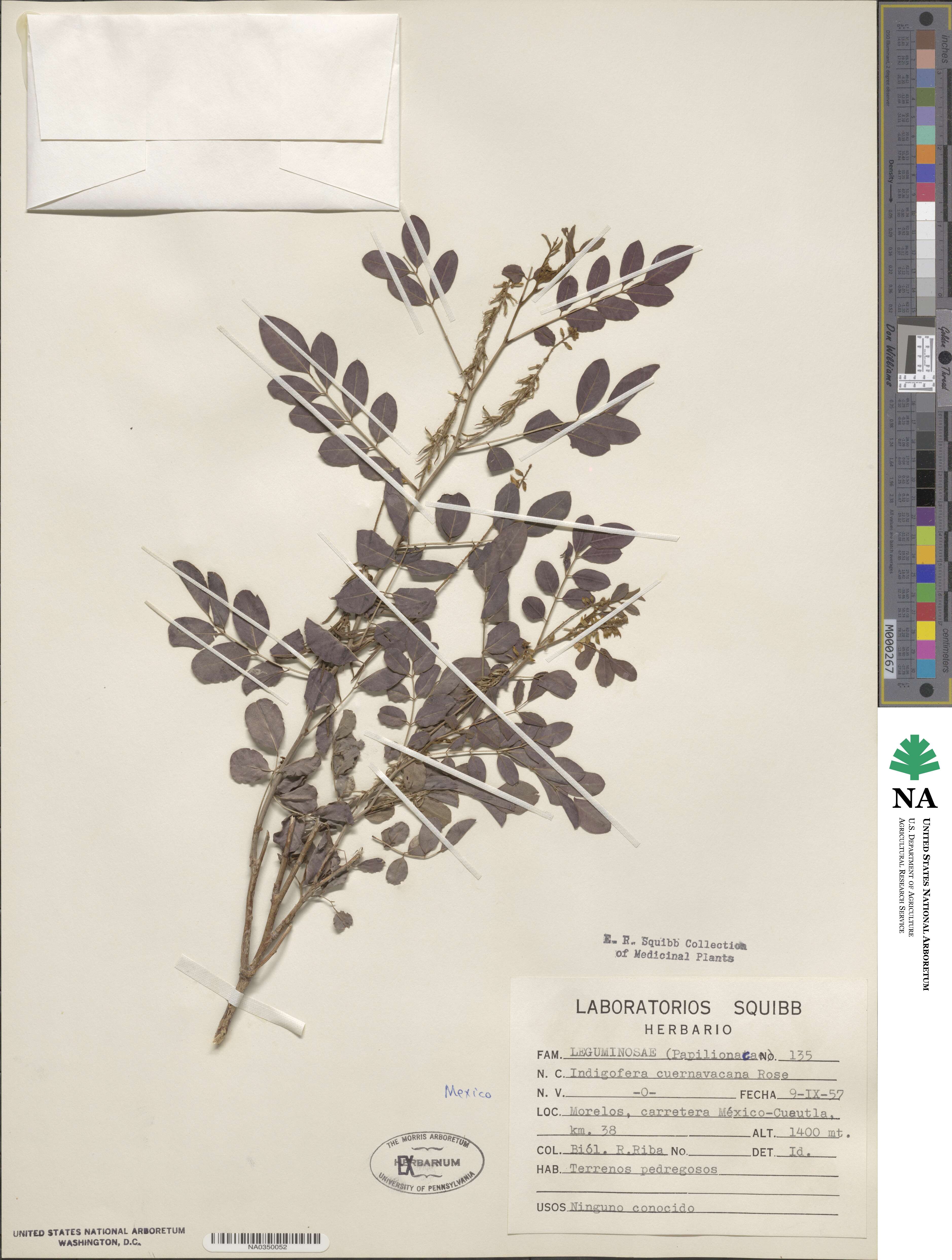 Indigofera cuernavacana image