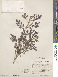 Image of Indigofera cuernavacana