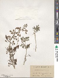 Indigofera hendecaphylla var. hendecaphylla image