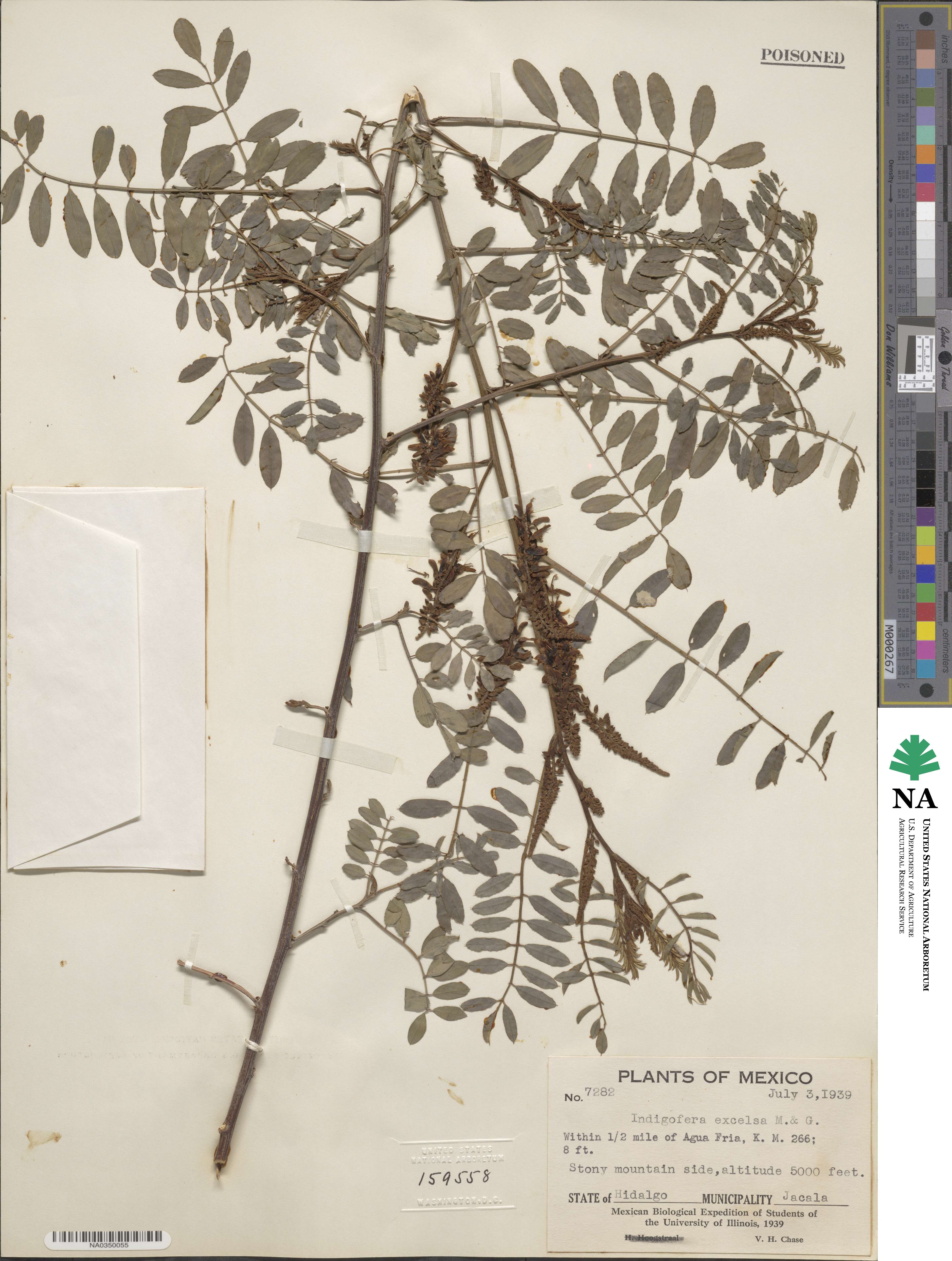 Indigofera thibaudiana image