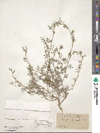 Indigofera leptosepala image