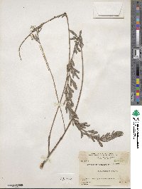 Indigofera lespedezioides image