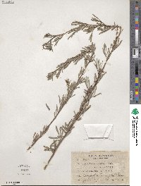 Indigofera lespedezioides image