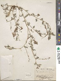 Indigofera ornithopodioides image