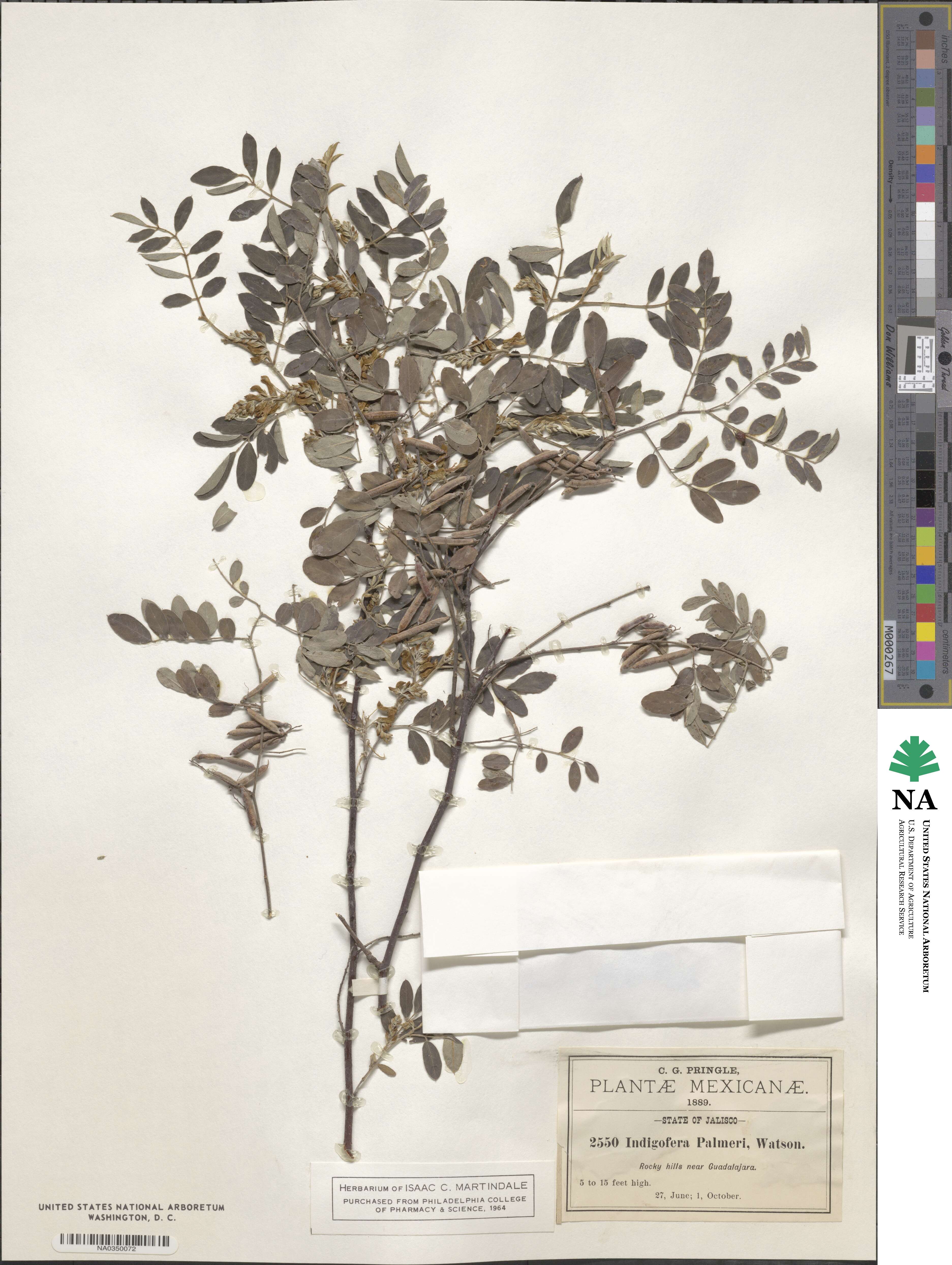 Indigofera palmeri image