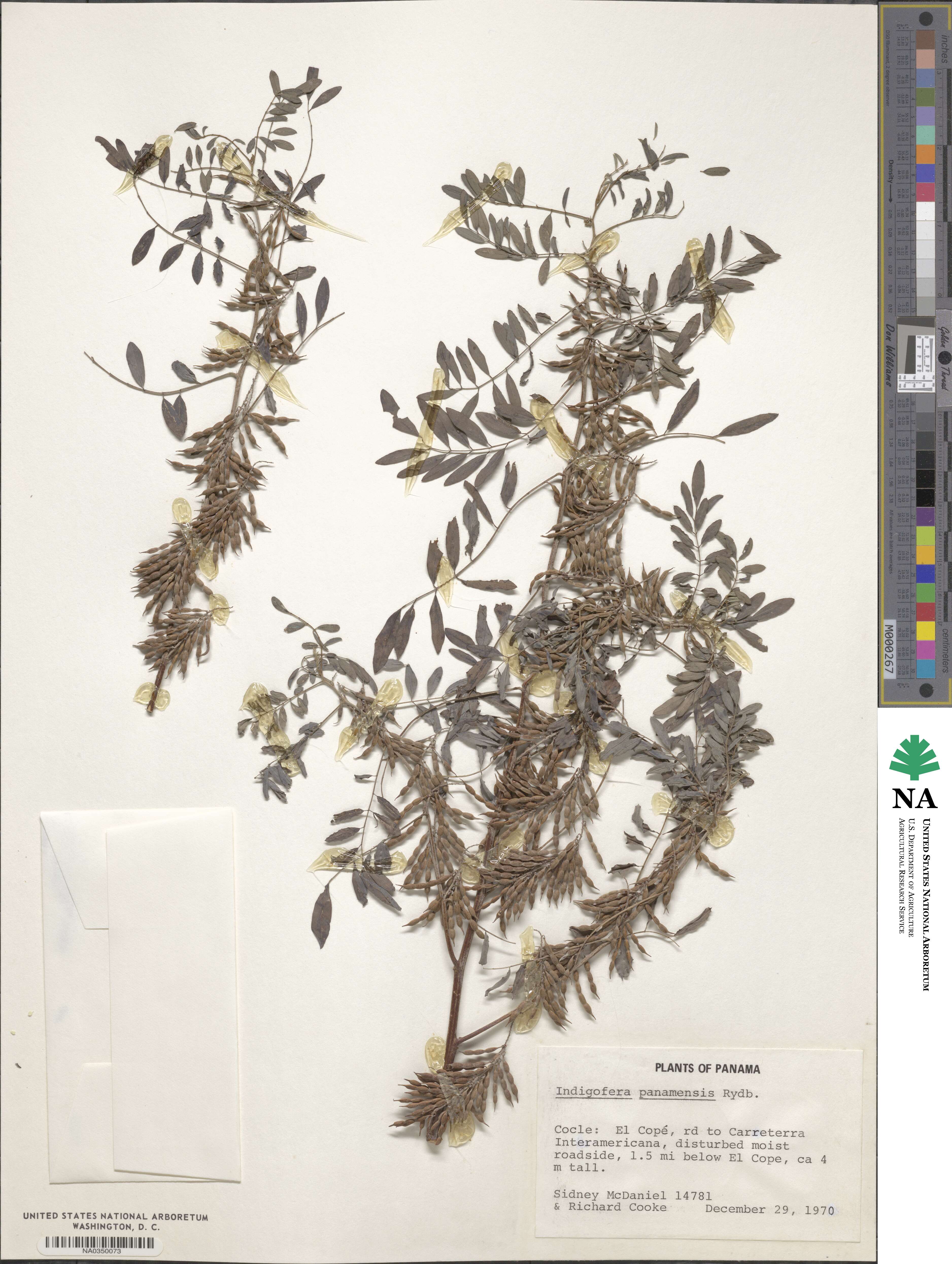 Indigofera panamensis image