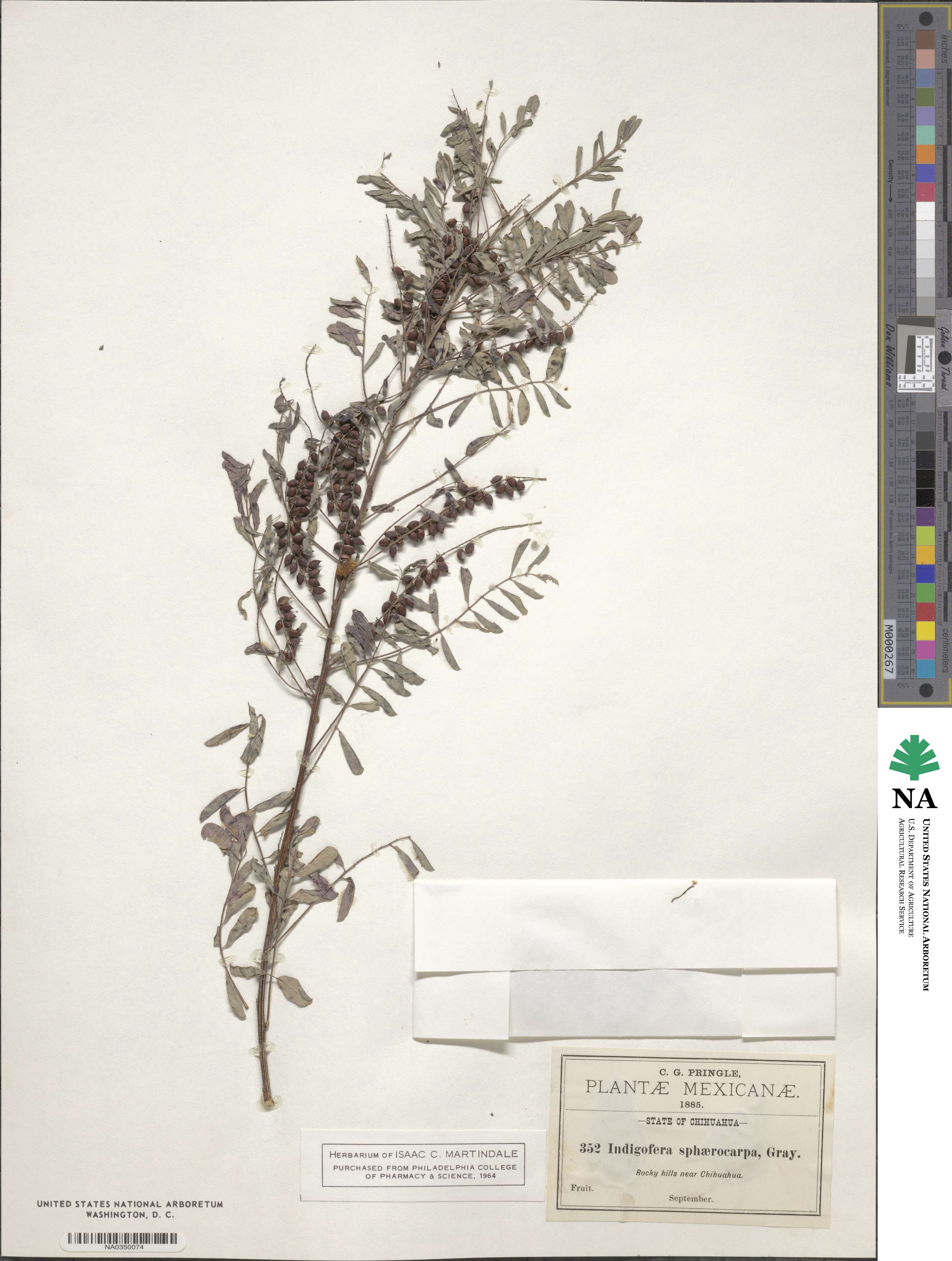 Indigofera sphaerocarpa image